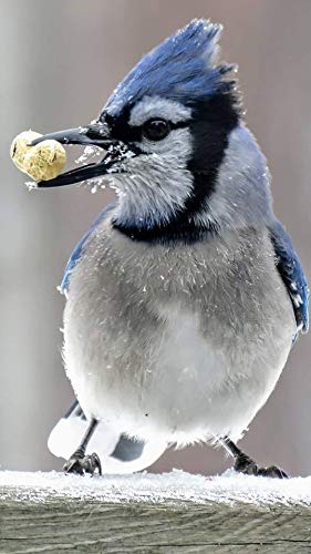 Peanuts Bird Feed 20 lb Bag V801