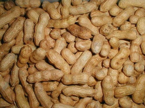 Peanuts Bird Feed 20 lb Bag V801