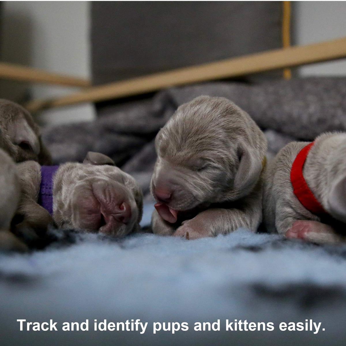 Soft Adjustable Puppy Collars U7230