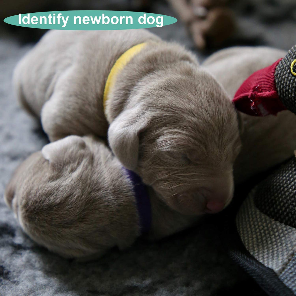 Soft Adjustable Puppy Collars U7230