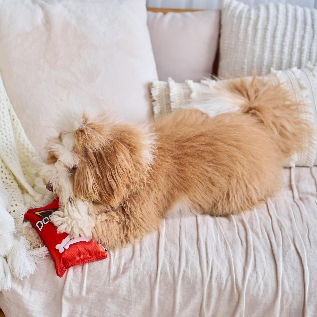 Plush Squeaker Toy for Small and Medium Dogs K603559