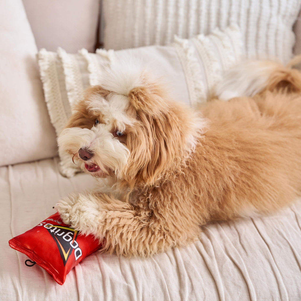Plush Squeaker Toy for Small and Medium Dogs K603559