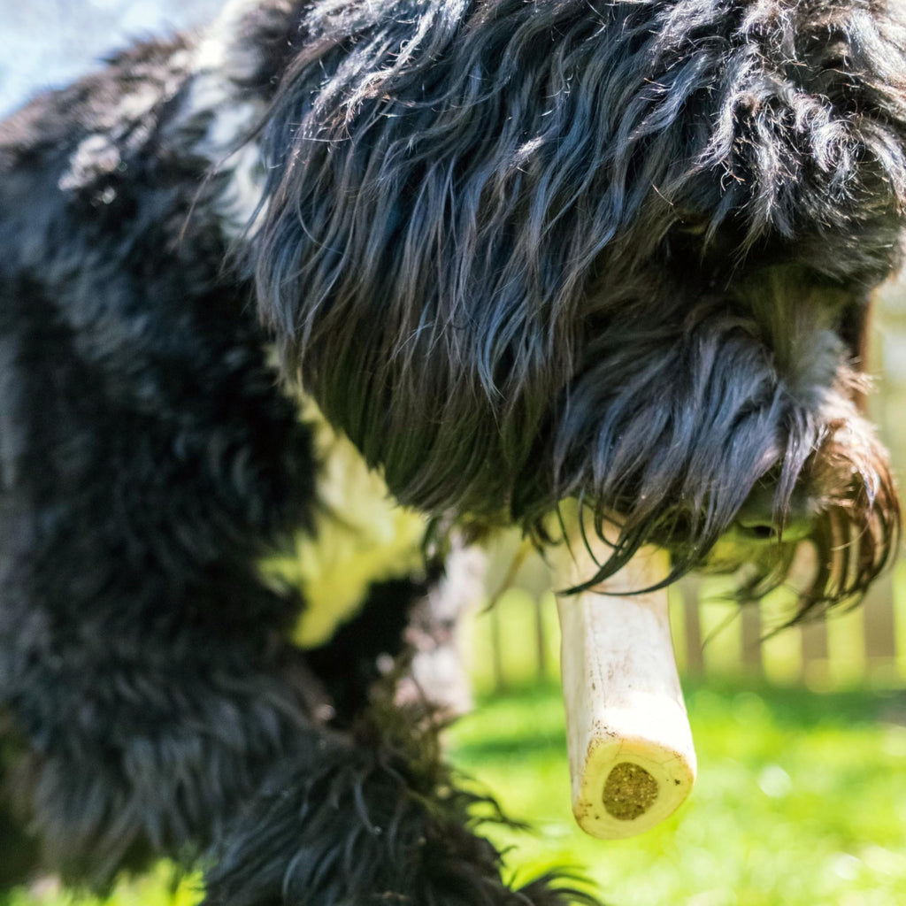 Peanut Butter Flavor Large Stuffed Shin Bones for Dogs A875
