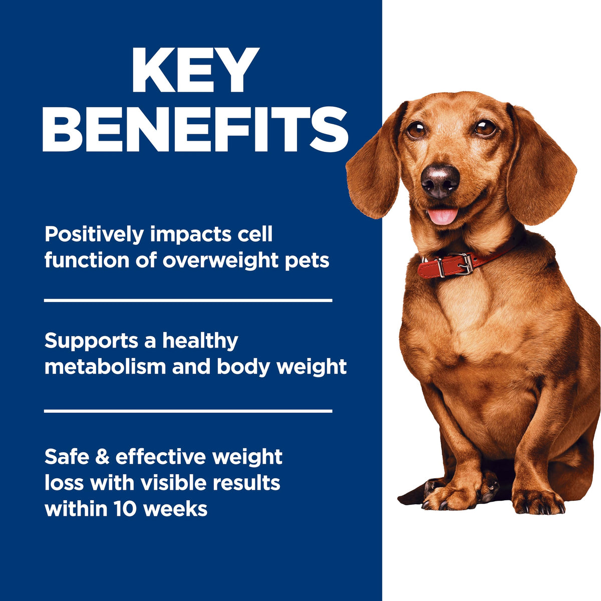 Dry Dog Food Y543908