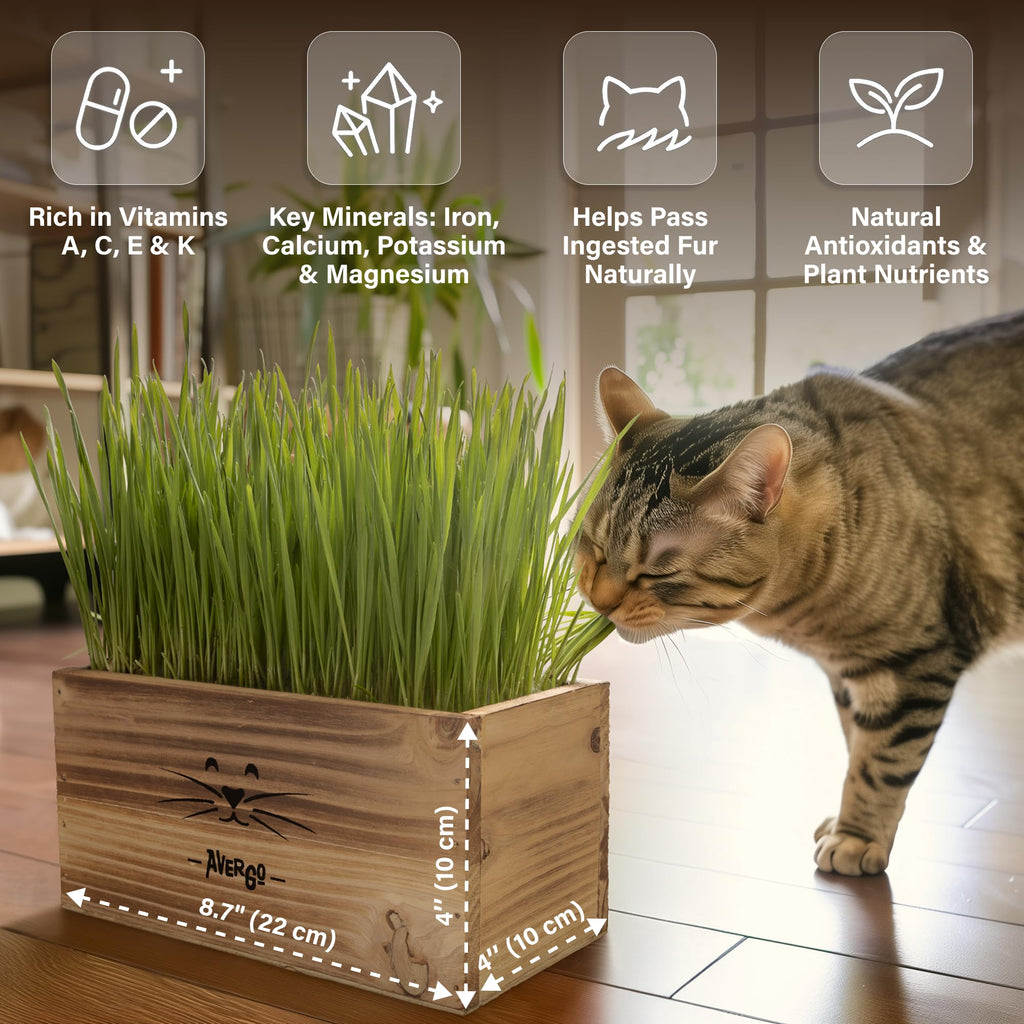 Cat Grass Kit E521