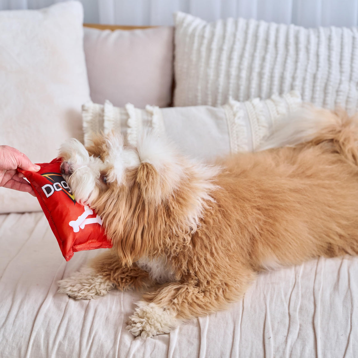 Plush Squeaker Toy for Small and Medium Dogs K603559