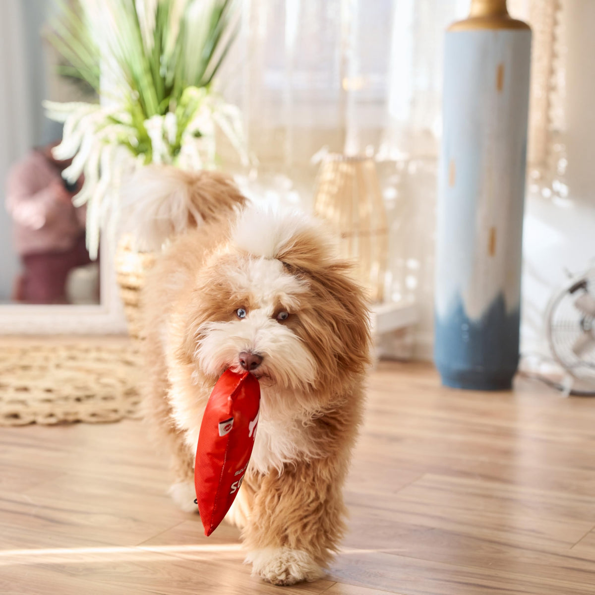 Plush Squeaker Toy for Small and Medium Dogs K603559
